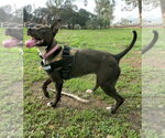 Small #3 Australian Kelpie-Basenji Mix