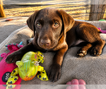 Small #1 Labrador Retriever Mix