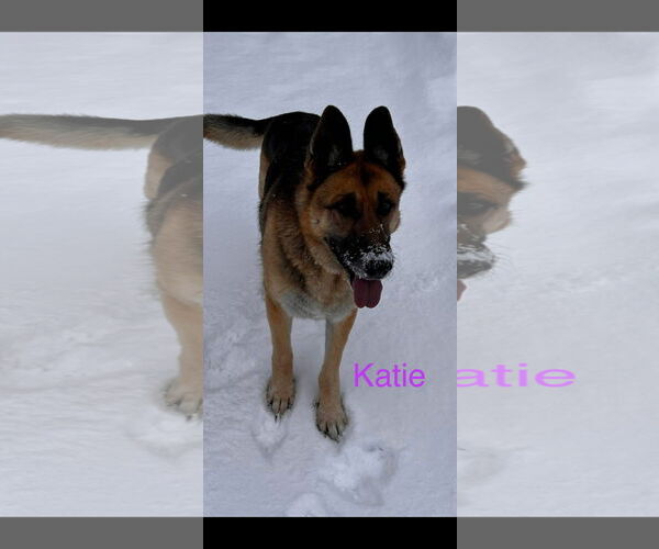 Medium Photo #1 German Shepherd Dog Puppy For Sale in Alexander, AR, USA