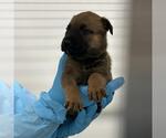 Small American Staffordshire Terrier Mix