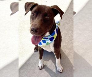 Labrador Retriever-Unknown Mix Dogs for adoption in Tulsa, OK, USA