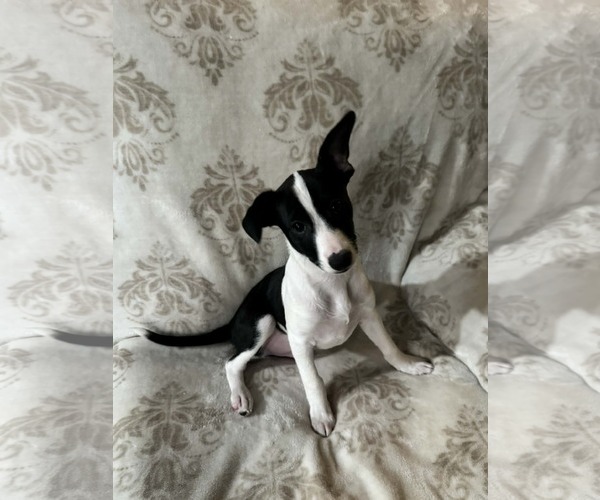 Medium Photo #4 Chihuahua-Unknown Mix Puppy For Sale in The Woodlands, TX, USA