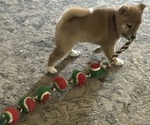 Puppy Jin Shiba Inu