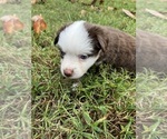 Small #9 Miniature Australian Shepherd