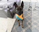 Small Mutt