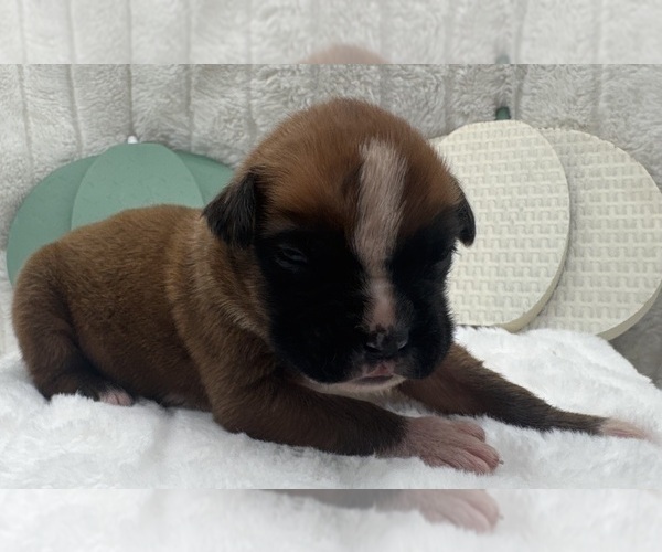 Medium Photo #5 Boxer Puppy For Sale in PAWNEE CITY, NE, USA