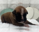 Small #4 Boxer