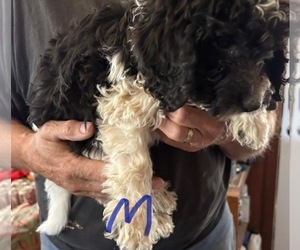 Labradoodle Puppy for sale in SCOTTSDALE, AZ, USA