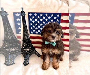 Poodle (Miniature) Puppy for sale in INDIANAPOLIS, IN, USA