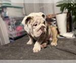 Small Photo #5 English Bulldog Puppy For Sale in SANTA ANA, CA, USA