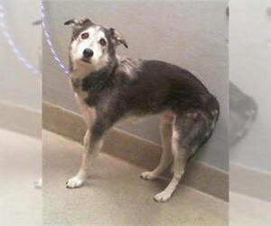 Labrador Retriever-Siberian Husky Mix Dogs for adoption in Las Vegas, NV, USA