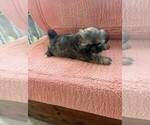 Small #3 Shih Tzu