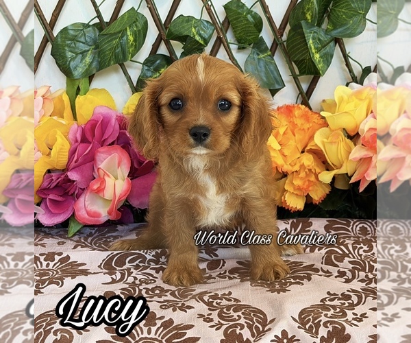 Medium Photo #1 Cavalier King Charles Spaniel Puppy For Sale in MIAMI, FL, USA