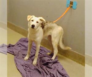 German Shepherd Dog-Unknown Mix Dogs for adoption in Las Vegas, NV, USA