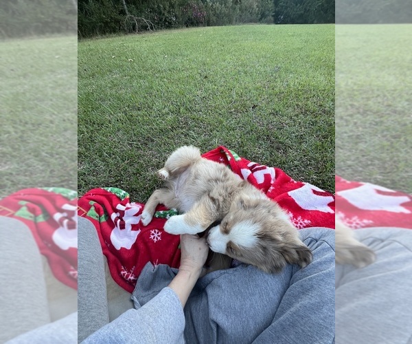 Medium Photo #4 Australian Shepherd Puppy For Sale in MOSELLE, MS, USA