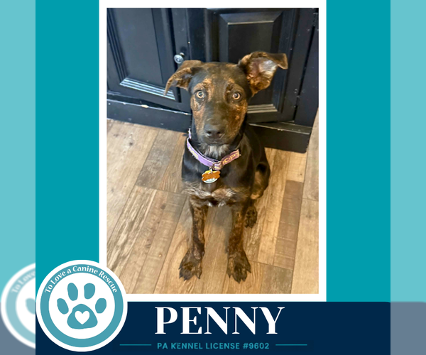 Medium Photo #8 Mutt Puppy For Sale in Kimberton, PA, USA