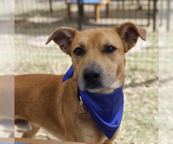 Medium Photo #1 Mutt Puppy For Sale in San Antonio, TX, USA