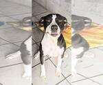 Small #6 Mutt