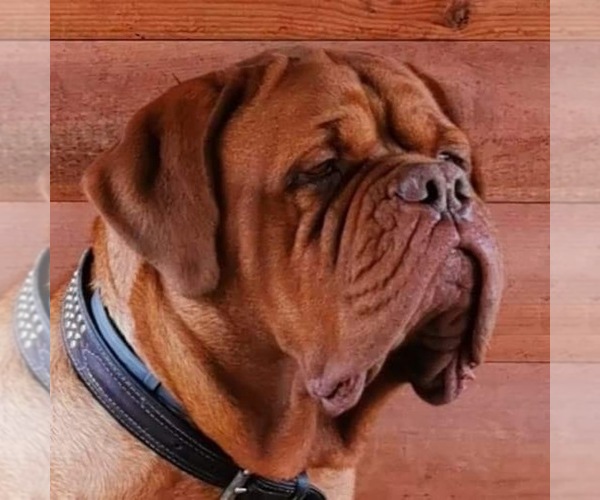 Medium Photo #3 Dogue de Bordeaux Puppy For Sale in ORCHARDS, WA, USA