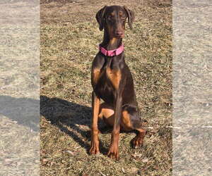 Doberman Pinscher Dogs for adoption in Minneaoplis, MN, USA