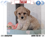 Puppy Talia Cockapoo (Toy)