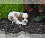 Small #3 Cavalier King Charles Spaniel
