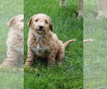 Small #2 Goldendoodle (Miniature)