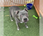 DIAMOND - Female Mutt Dog for Adoption - Small photo
