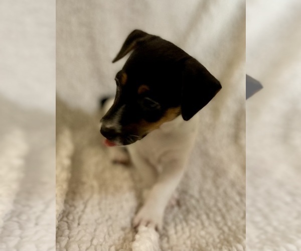 Medium Photo #18 Jack Russell Terrier Puppy For Sale in FORT PIERCE, FL, USA