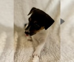 Small #17 Jack Russell Terrier