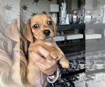 Small #8 Dachshund