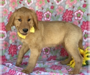 Golden Retriever Puppy for sale in LANCASTER, PA, USA
