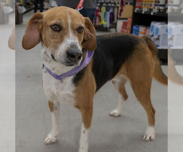 Medium Photo #4 Mutt Puppy For Sale in Wilmington, NC, USA