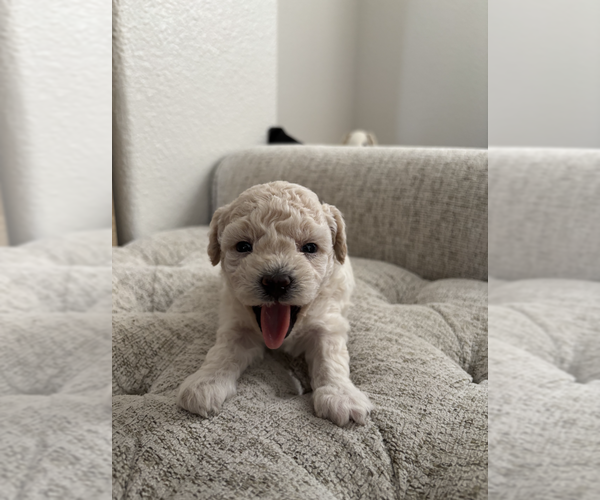 Medium Photo #3 Bichpoo Puppy For Sale in NORTH PORT, FL, USA
