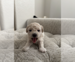Small #2 Bichpoo