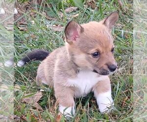 Dorgi-Pembroke Welsh Corgi Mix Puppy for sale in CARLYLE, IL, USA