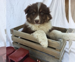 Australian Shepherd Puppy for sale in LOMA, CO, USA