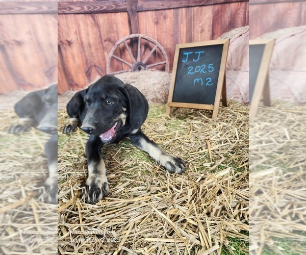 Medium Photo #4 Catahoula Leopard Dog Puppy For Sale in CUMBY, TX, USA