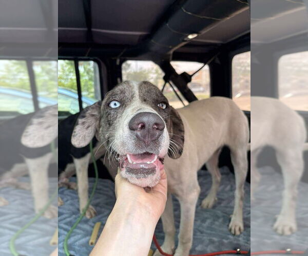 Medium Photo #1 Great Dane-Unknown Mix Puppy For Sale in Bullard, TX, USA