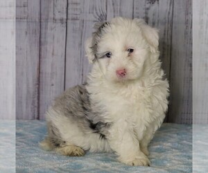 Poodle (Miniature)-Sheepadoodle Mix Puppy for sale in FREDERICKSBG, OH, USA