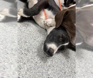Labrador Retriever-Unknown Mix Dogs for adoption in Pasadena, TX, USA