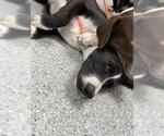 A188754 - Male Labrador Retriever-Unknown Mix Dog for Adoption - Small photo