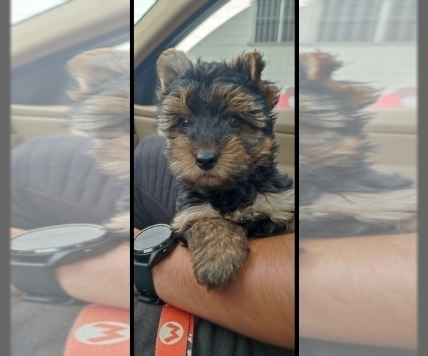 Medium Photo #2 Yorkshire Terrier Puppy For Sale in PERRIS, CA, USA