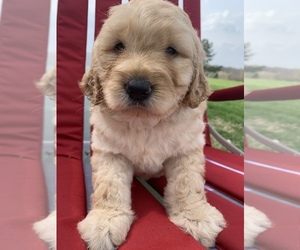 Goldendoodle Puppy for sale in GOREVILLE, IL, USA
