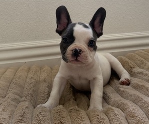 Medium French Bulldog