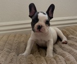 Puppy Puppy 1 French Bulldog
