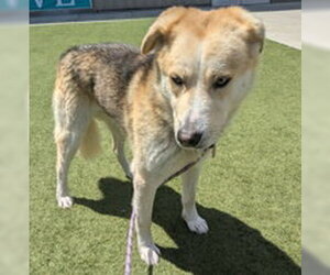 Siberian Husky Dogs for adoption in Salinas, CA, USA