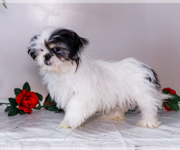 Medium Photo #14 Shih Tzu Puppy For Sale in WAKARUSA, IN, USA