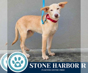 Huskies -Labrador Retriever Mix Dogs for adoption in Kimberton, PA, USA