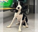 Small #2 Beagle-Spaniel Mix